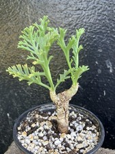 Pelargonium carnosum caudex for sale  FAKENHAM