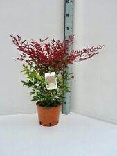 Nandina domestica bambù usato  Valmacca