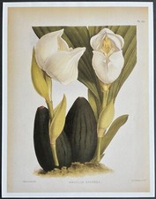Botanique orchidées anguloa d'occasion  Limoges-