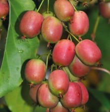 Używany, Aktinidia Ananasnaya ostrolistna żeńska 2L na sprzedaż  PL