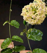 Hoya villosa. large for sale  NOTTINGHAM