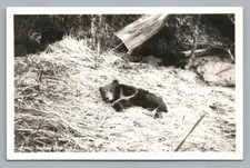 Kodiak bear cub for sale  USA