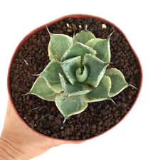 Agave isthmensis delaware usato  Napoli