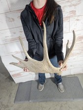 Moose antler shed for sale  Knoxville