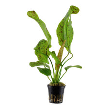 Echinodorus ozelot green for sale  MANSFIELD