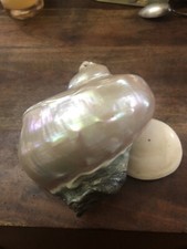 Gros coquillages tahiti d'occasion  Le Palais