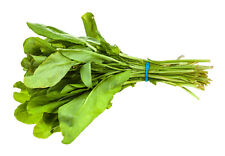 Broad leaf sorrel for sale  Saint Augustine