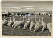 1942 ww2 guerra usato  Milano
