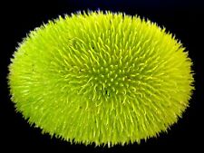 Zucca orso lanoso usato Zucca orso lanoso usato  Spedire a Italy