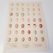 Antique bird egg for sale  OXFORD