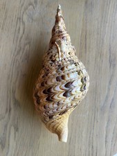 Trumpet triton shell for sale  YORK