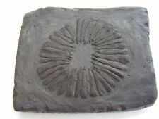 Fossils replica cambrian for sale  SWINDON