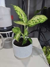 Dumb cane daffodils for sale  Opa Locka