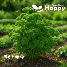 Herb seed moss for sale  DONCASTER