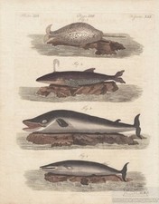 Fische tafel xxii gebraucht kaufen  Leipzig