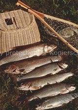 Fische fang korb gebraucht kaufen  Deutschland