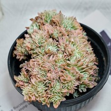 Echeveria lemon rose for sale  Northport