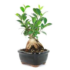 Ginseng ficus bonsai for sale  Marietta