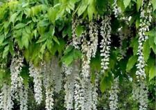 wisteria for sale  KING'S LYNN