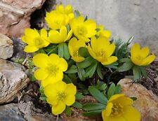 20x winter aconite for sale  CRAWLEY