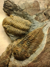 Eodalmanitina macrophtalma d'occasion  Châteaubriant