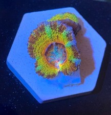 acan coral for sale  HATFIELD