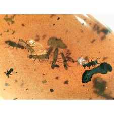 Sap beetle nest for sale  GILLINGHAM