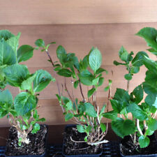 Hortensie hydrangea macrophyll gebraucht kaufen  Mönchengladbach