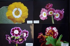 Primula auriculas crimson for sale  PLYMOUTH