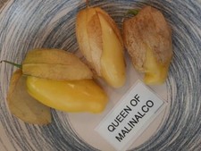 Tomatillo queen malinalco d'occasion  Expédié en France