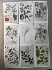 Prints 1739 fruit for sale  Los Angeles