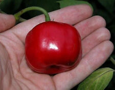 Peperoncino giant rocoto usato  Torino