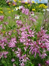 Lychnis flos cuculi gebraucht kaufen  Bad Kissingen