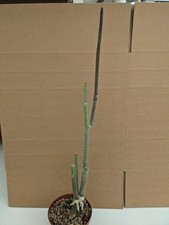 Ceropegia dichotoma kakteen gebraucht kaufen  Stuttgart