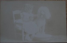 Poodle dog little for sale  Brentwood
