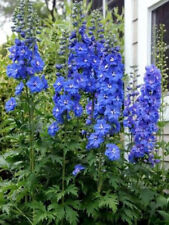 Graines delphinium pied d'occasion  Neuilly-sur-Marne