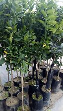 Pianta frutto mandarino usato  Altamura