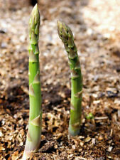 Semi asparagi verdi usato  Reggio Calabria