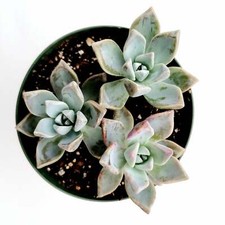 Graptopetalum paraguayense mot for sale  Morgan Hill