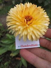 Calendula pacific beauty for sale  Cedar Park