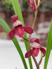 Cymbidium ensifolium rich for sale  Fleming Island