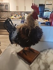 rooster frizzle for sale rooster frizzle for sale Tempe
