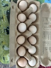 Silkie pekin eggs for sale  BRIDGNORTH