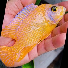 Dragon peacock cichlid for sale  Hollywood