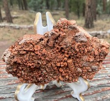 Fossil crinoid hash for sale  Scottsdale
