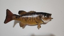 Smallmouth bass mount for sale  Rib Lake