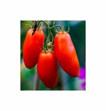 Korn tomaten andenhörnchen gebraucht kaufen  Pfullingen