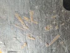 Seltene pflanzenreste fossil gebraucht kaufen  Mainz