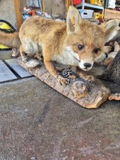 Ausgestopfter fuchs wurzel gebraucht kaufen  Insheim, Rohrbach