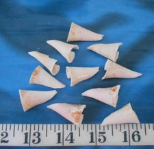 Sliced conch shells for sale  Bradenton
